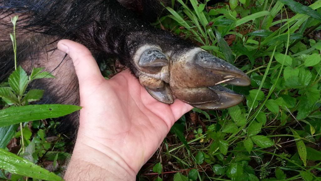 Hog Track or Deer Track?